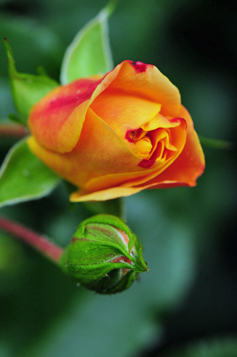 Fleurs juin 2015