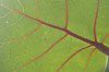 Transparences : Cuba
