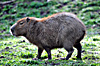  zoo de cerza