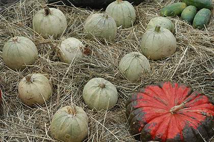Citrouilles