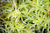 Culture de plantes carnivores