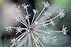 Sardaigne : fleurs